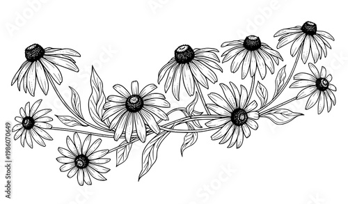 Elegant rudbeckia laciniata floral line art with flowing cutleaf coneflower composition isolated on white vector