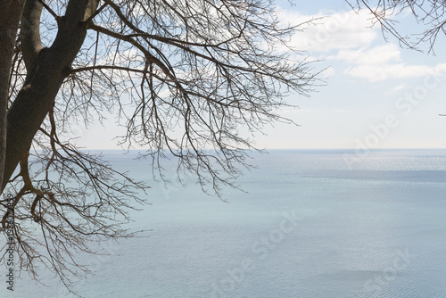 tree branches and lake with sky