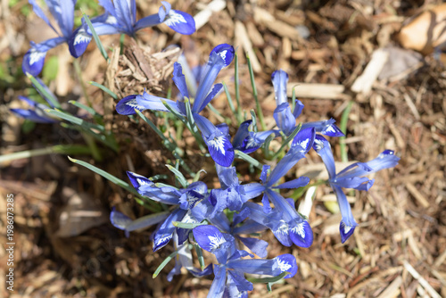 top down view of early-blooming blue bulbs known as Iris reticulata (or Iris section Reticulata