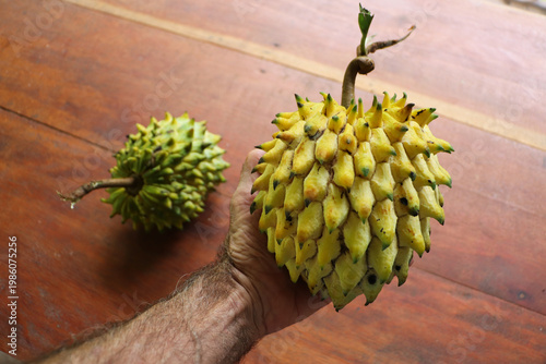 
Sugar apple (Annona reticulata), also known as oxheart or smooth custard apple, is a tropical annonaceous fruit with creamy, sweet, orange pulp, unlike the common custard apple.