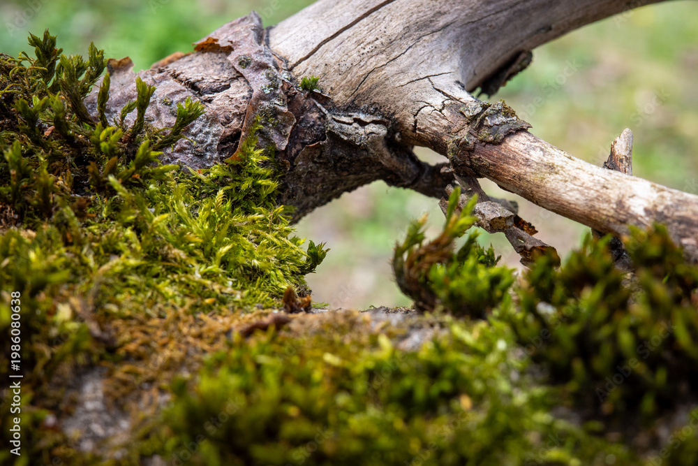 Fototapeta premium A close-up, high-angle shot captures vibrant green moss growing on a weathered, fallen tree branch in a forest, highlighting the intricate details of natural decay.