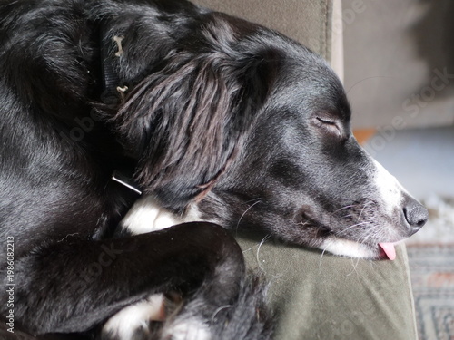 black white dog lays 