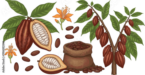 Cacao Plant Botanical Illustration with Cocoa Pods Beans Leaves and Flower Showing Natural Chocolate Source for Agriculture Food Ingredient and Botanical Design Collection