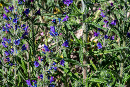 Echium vulgare, de nombre común viborera o viperina, es una especie de la familia Boraginaceae.