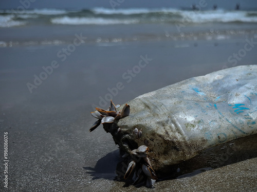 Ocean's Unwanted Guest: A weathered plastic bottle lies stranded on the sandy shore, a stark reminder of environmental pollution and the urgent need for conservation.