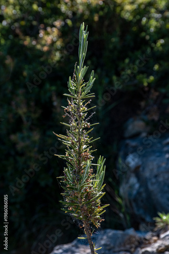 Pequeña planta de romero saliendo entre las rocas.