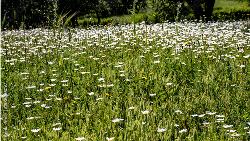 Campo de flores, margaritas blancas.