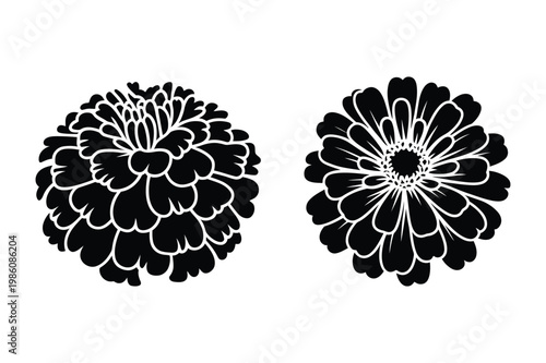 Cuadro en lienzo Black silhouette of two zinnia flowers vector illustration with botanical