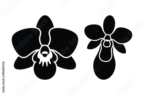 Black silhouette of two orchid flowers vector illustration with botanical