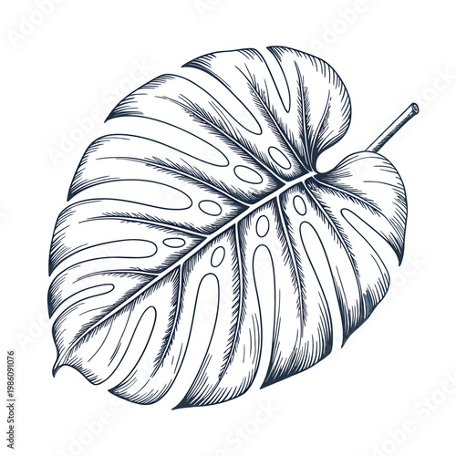 Detailed sketch of a monstera deliciosa leaf with intricate line work