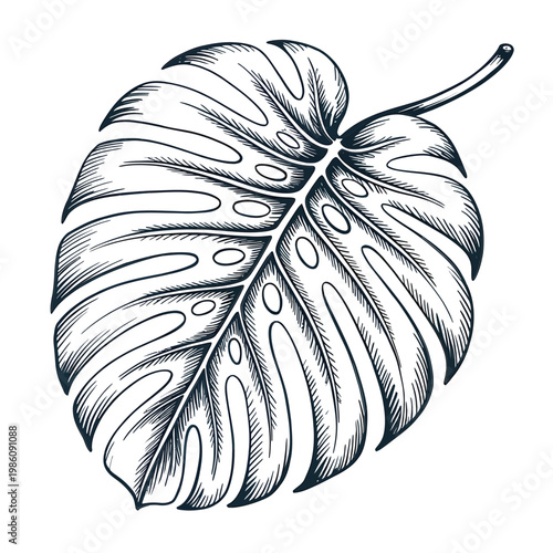 Detailed illustration of a single monstera deliciosa leaf in black and white