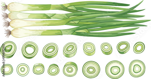 Green Onion and Leek Vegetable Illustration Set with Whole Bunch and Slice Cross Section Views for Fresh Ingredient and Healthy Food Design Collection