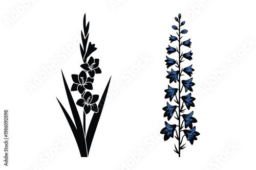 Silhouette of gladiolus and delphinium flowers with gladiolus, delphinium