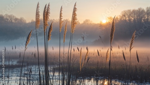 Morning sun lighting tips of reeds above cold wetland glowing with mist