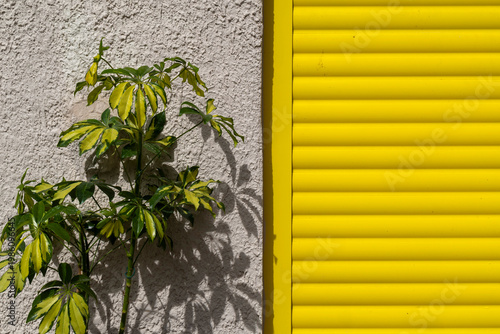 A variegated umbrella plant in a pot sits on a sidewalk next to a vibrant yellow roller shutter.