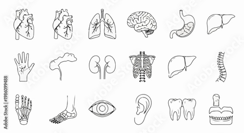 A collection of black and white line drawings of human anatomy and organs