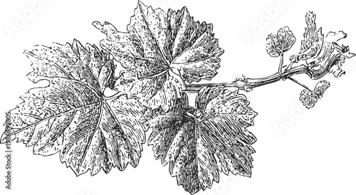 Detailed botanical illustration of grapevine branch with mature leaves and small grape clusters in vintage