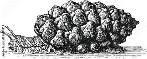 Black and white vintage illustration of a sea snail with textured spiral shell