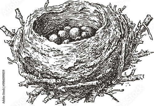 Bird nest with eggs illustration detailed nature drawing of a birds' home made of twigs and branches