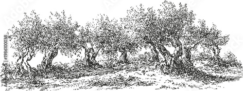 Vintage olive trees grove with thick trunks and leaves in detailed black ink drawing