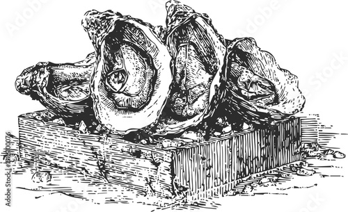 Black and white sketch of fresh oysters on ice, seafood delicacy with shellfish and marine texture