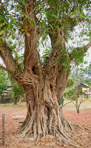 White Fig tree