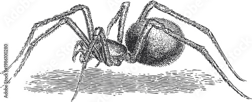vintage illustration of a spider with detailed legs and body, black and white insect drawing