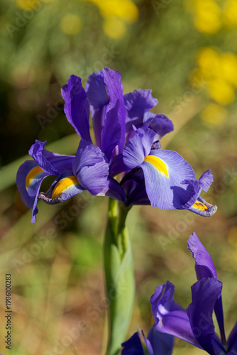 Foto Iris d'eau aux pétales violets