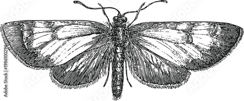 Detailed vintage illustration of a moth insect with spread wings, entomology drawing, black and white line art