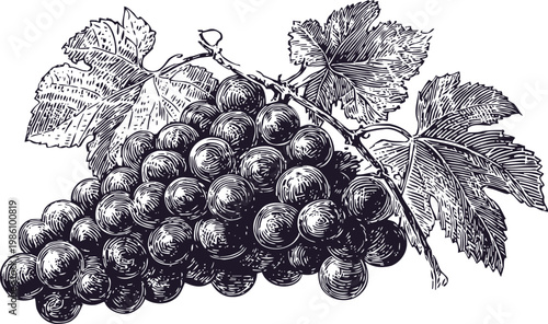 Black grape cluster with leaves detailed vintage botanical engraving illustration