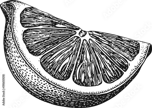 Hand drawn lemon wedge sketch citrus fruit slice detailed vintage engraving