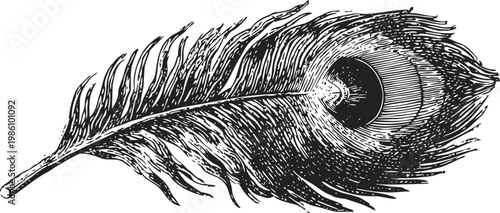 Detailed vintage peacock feather illustration with intricate texture and elegant curves in black and white