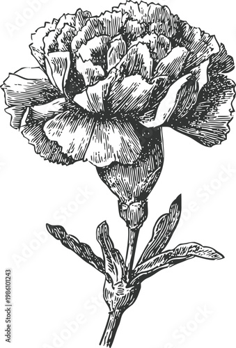 Detailed black and white carnation flower illustration with leaves and stem, vintage botanical drawing