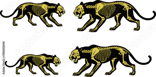 Vintage panther skeleton illustration set, anatomical big cat bone structure vectors, gold and black predatory feline anatomy graphics for apparel