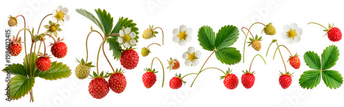 Botanical strawberry elements with red berries, flowers and leaves for natural design
