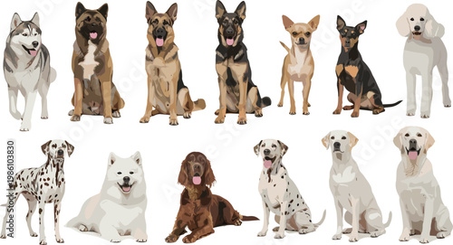 Photography Collection of various realistic dog breeds sitting and standing poses isolated o