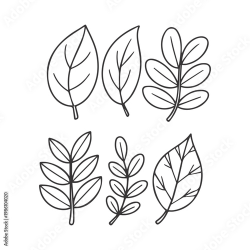 Botanical leaf  collection, vector illustration.