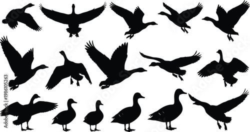 Duck silhouette set, flying and standing waterfowl collection, bird wildlife illustration, wing spread poses, black isolated vector animal design