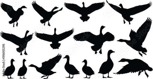 Duck silhouette collection, flying and standing waterfowl poses set, bird wildlife illustration, nature animal design, black isolated vector graphic concept