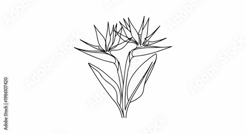 Elegant line drawing of two bird of paradise flowers with leaves