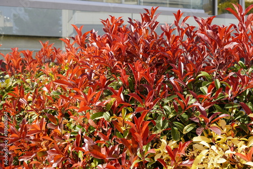 Red and green leaves of a photinia fraseri red robin shrub