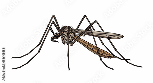 Detailed illustration of a mosquito with long legs, wings, and segmented body