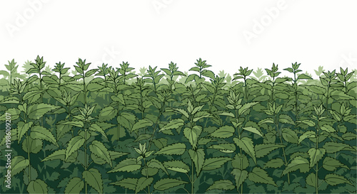 Dense green foliage forms a textured horizontal border with a white background