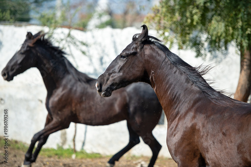 portrait of running speedly marwari horses in their paddock. India