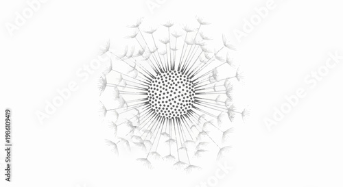 Delicate dandelion seed head with scattered fluff on a white background
