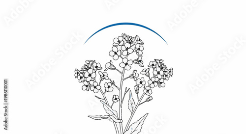 Delicate line drawing of a flowering plant with a blue arc above