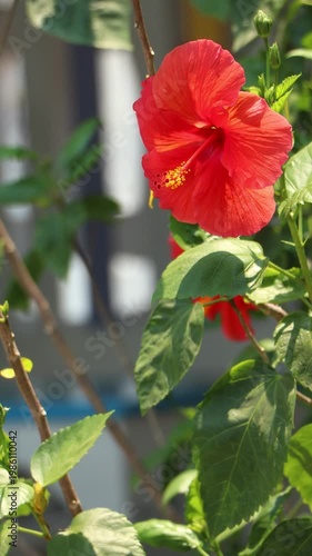 Close up of red Hibiscus rosa-sinensis , Hawaiian hibiscus Flower