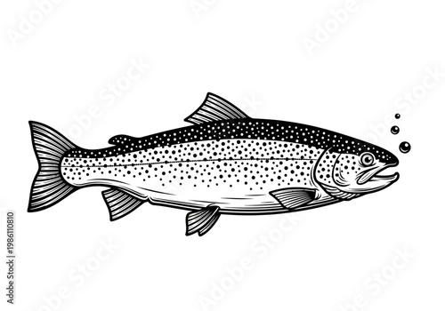 Vintage Trout Fish Vector Illustration, Hand-Drawn Engraving Style Salmonid Logo, Isolated Black and White Freshwater Fish Clipart for Fishing Apparel and Nature Design