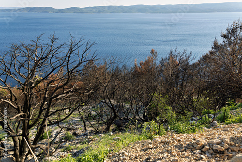 Burnt trees and nature on the Makarska Riviera, in Dalmatia in late summer
