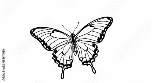 Detailed line drawing of a butterfly with open wings on a white background